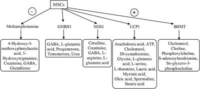 Characterization of disease-specific alterations in metabolites and effects of mesenchymal stromal cells on dystrophic muscles